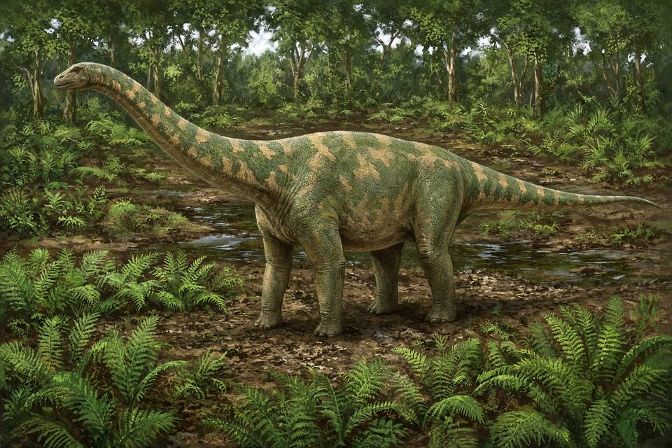 Original drawing of Pellegrinisaurus